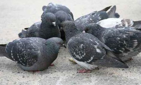 piccioni.jpg